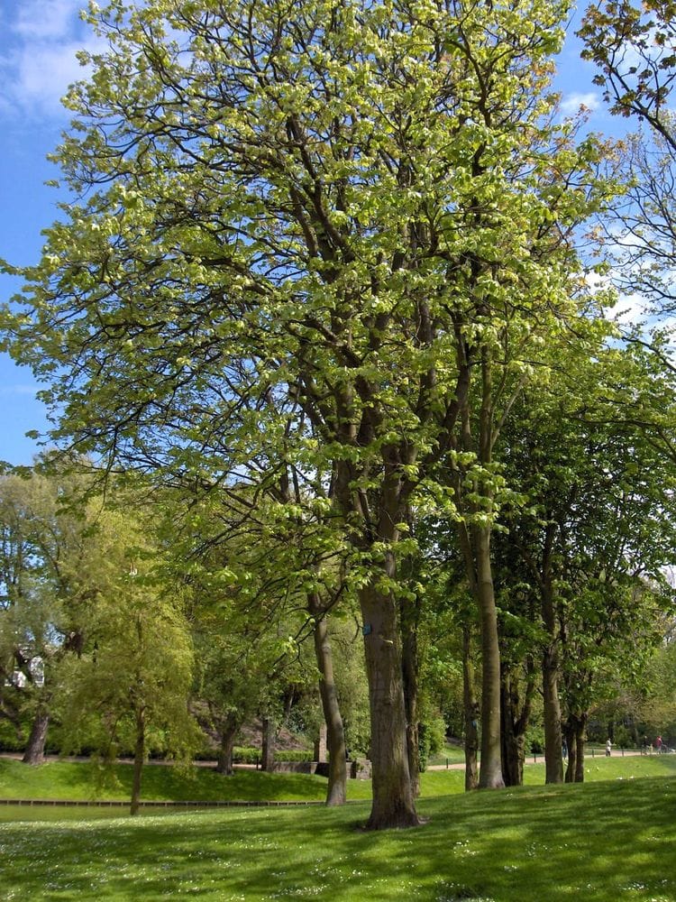 Tilia p.ssp. plathyphyllos